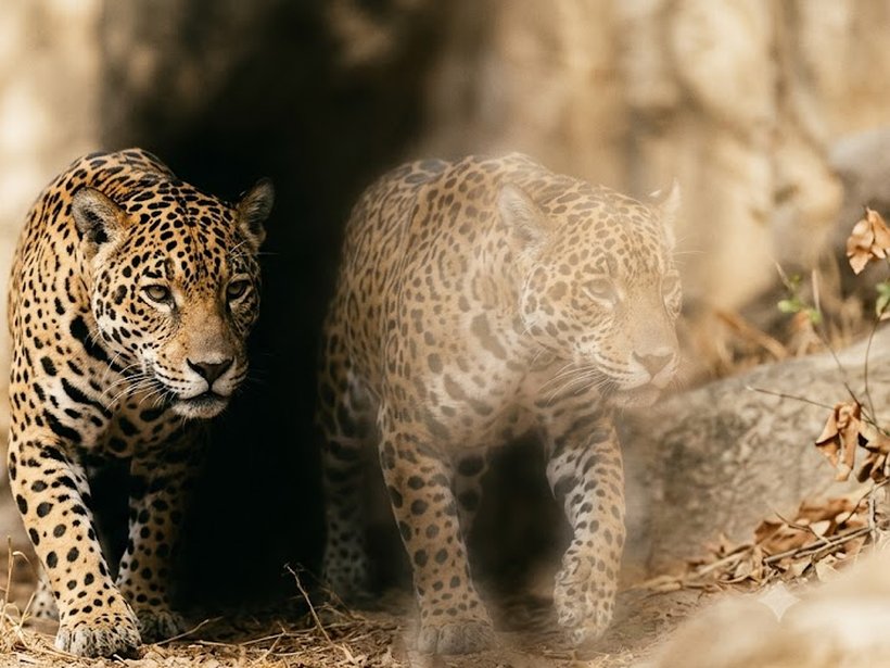 A jaguar walking beside its own translucent double